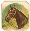 horse head Schlegel...