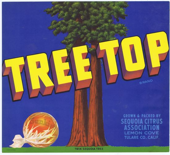 TREE TOP